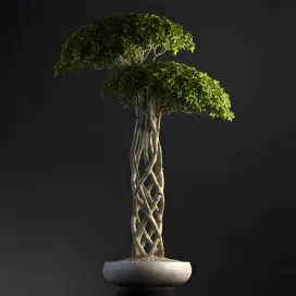 Plants Bonsai 3